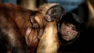 野毛山動物園の動物たち 2019年12月3日 Nogeyama Zoo