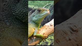 The beautiful green lizard