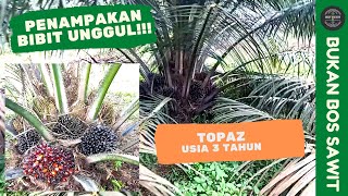 Bibit Unggul Topaz Usia 3 Tahun (Tanpa Kastrasi)