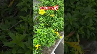 ดอกบานบุรี #บานบุรีเหลือง #Allamanda cathartica #Allamanda #Buttercup #Yellow Allamanda #ไม้ดอก