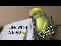 Ricco’s New Year Resolutions 😂. #pets #birds #parrot #talkingparrot