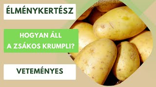 Hogyan áll a zsákos krumpli?🥔