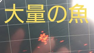 メタルジグに魚がワラワラ集まってくる！#shorts