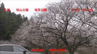 冬桜　桜山公園　　城峯公園　　　２０１９　11　２６