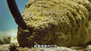 #神奇动物在抖音 #海洋生物 #动物世界 #抖音精选