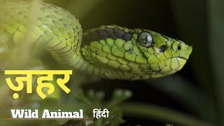 ज़हर - | Wildlife Documentary in Hindi | Amarican Animals | Wild World Nature