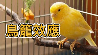 可怕的「鳥籠效應」會讓人不知不覺中被操控，屈服於慣性思維！