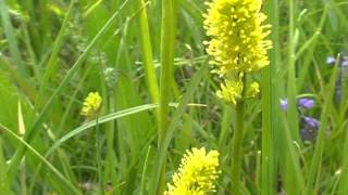 Tofieldia Calyculata @ Fiori e piante della montagna bellunese 26.07.2014