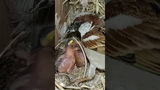 Sparrow Nest Chronicles: Heartwarming Moments with Baby Birds (P 4) #shorts #ytshortsvideo #short