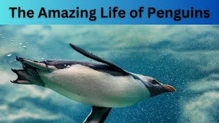 The Amazing Life of Penguins | Marine life | Marine animals | creatures | Ocean life | Penguins