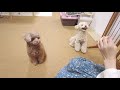 ママと愛犬でお揃いコーデをしてみたらみんな可愛すぎたw【トイプードル】