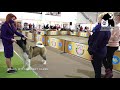 american akita cacib fci 14.03.2021 vip dog zaporizhzhya dog show ukraine