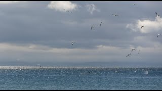 Gannets at Whiting Bay Isle of Arran@davetheraverovingtherock