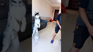 Dog's Hilarious Reaction to Human Fart. Funny Pets#dog#puppy #shorts #pets #fyp