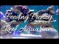 Feeding Frenzy