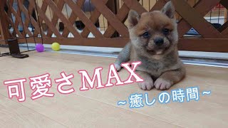 【豆柴】子犬　8/5　男の子♂1　摂州宝山荘　mameshiba dog Puppy （mame shiba inu)