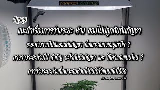 แนะนำเรื่องการวางระยะ ห่าง ของไฟปลูกกับต้นกัญชา การวางระยะห่างไฟที่เหมาะสมช่วยต้นโตเร็ว #Marshydro