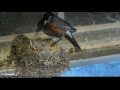 Male Feeds Nestlings, Removes Fecal Sacs; May 14, 2017 American Robin Cam