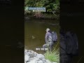 Giant Eel attacked his fish! - ‘Pure Fly New Zealand’ on Fishing TV