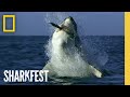 🔴 LIVE: SHARKFEST! World's Biggest Sharks | 20 FULL EPISODE SPECIALS | Nat Geo