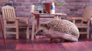 Announcing The 2018 Tiny Desk Contest: Meet H Hog and the Grumps
