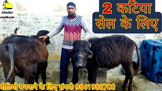 2 मुर्रा कटिया सेल के लिए 👌👌मां का record 20 kg #Murrha bhes #बाखड़ी भैस#मुर्रा_कटिया