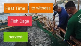 FIRST TIME TO WITNESS FISH CAGE HARVEST By Rudy Tutor