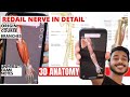 Radial nerve anatomy in hindi | Radial nerve 3D Anatomy | Radial nerve branches anatomy