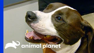Dog Is Excited to Move His Leg Again | Dr. Jeff: Rocky Mountain Vet