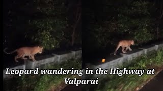Leopard wandering in the Highway at Valparai