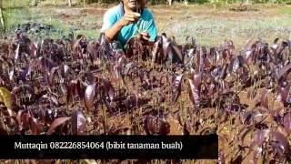 Tehnik baru  Sambung pucuk pohon  mangga ~ proses lengkap ~ grafting mango tree