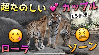 超たのしい💕カップル【😋ローラと😩ソーン】 #はまzoo #浜松市動物園 #のんほいパーク #福岡市動物園 #のんほいパーク 円山動物園 #ソーン #ローラ #キリル一族 #旭山動物園