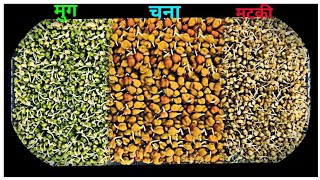 कडधान्याला अंकुरीत किव्हा मोड कसे आणायचे | Healthy sprouts |