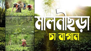 উপমহাদেশের বৃহত্তম এবং সর্বপ্রথম প্রতিষ্ঠিত চা বাগান | সবুজে ঘেরা চায়ের দেশ মালনীছড়া