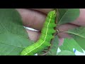 my caterpillar army all my caterpillars in one video