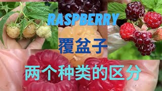 认识一下覆盆子Raspberry