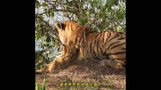 老虎狩獵烏龜 #神奇動物在抖音 #野生動物零距離 #動物科普