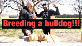 How to breed a bulldog?!!! Bulky Built Bulldog Chris Moore!