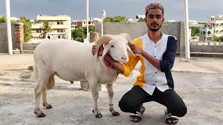 vilayati baby sheep in Hyderabad | heavyweight menda in Hyderabad