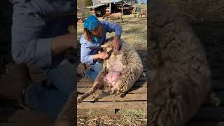 blade shearing white wool ewe with lamb time lapse