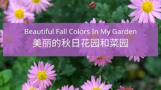 Beautiful Fall Colors In My Garden/色彩斑斓的秋日花园