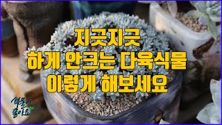 지긋지긋하게 안크는 다육식물 이렇게 해보세요(succulent plant)