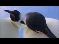 curious emperor penguins original بطاريق الإمبراطور الفضوليون