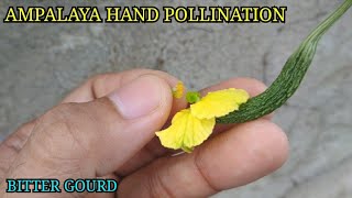 PAANO I HAND POLLINATE ANG AMPALAYA. HOW TO HAND POLLINATE  BITTER GOURD..AMPALAYA