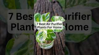 7 Best Air purifier Plants For Home | Air Purifying Plants #airpurifier #shorts