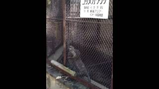 池田動物園 コツメカワウソ 2013.01.12