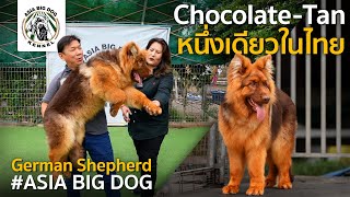 มาอีกแล้ว!!! หนึ่งเดียวในไทย German Shepherd Chocolate Tan