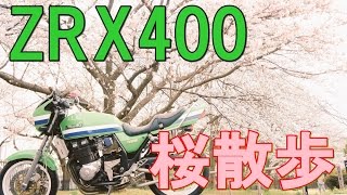 #1地元の桜通り 千葉県 八柱 常盤平 Japan Motovlog【ZRX400】