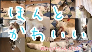 猫のまみちゃん日記57 かわいいの詰め合わせ2【猫動画】【肩に乗る猫】