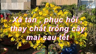 Cách xả tàn thay chất trồng phục hồi cây mai sau tết đúng nhất // 4-1 âm lịch